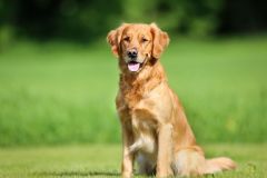 golden-retriever-dog-royalty-free-image-505534037-1565105327